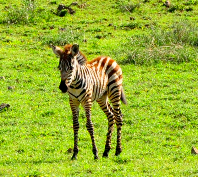Ngorongoro Crater - Serengeti National Park